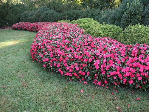 New Guinea Impatiens Border