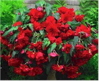 Red Begonias