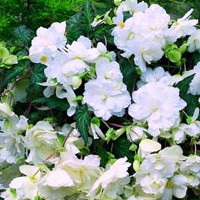 White Begonias