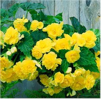 Yellow Begonias