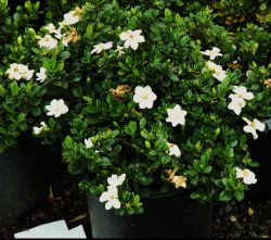 Gardenia Bush