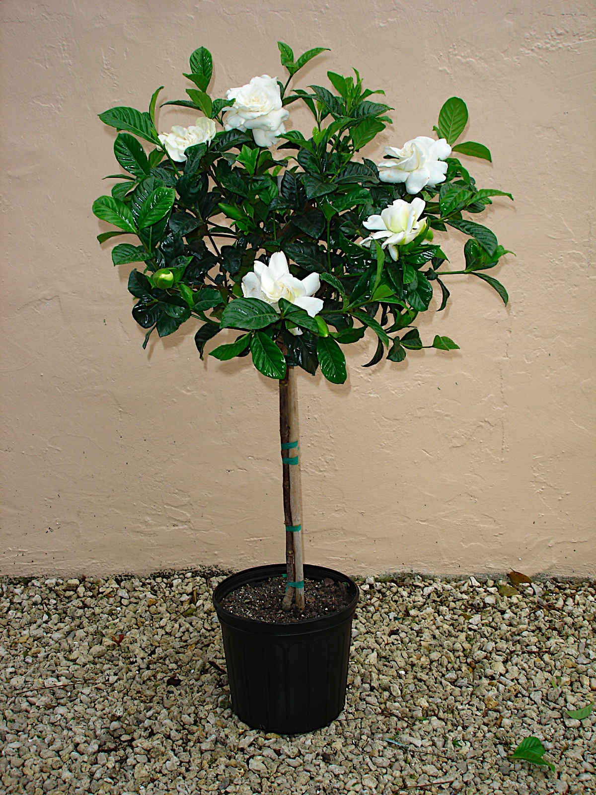 Gardenia Standard Tree