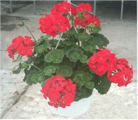 Red geranium basket