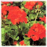 Salmon geranium basket