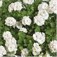 White geranium basket