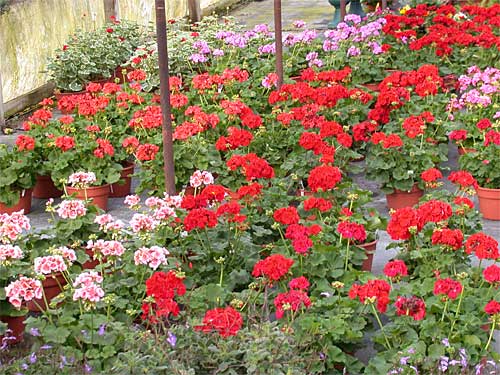 Geraniums en masse