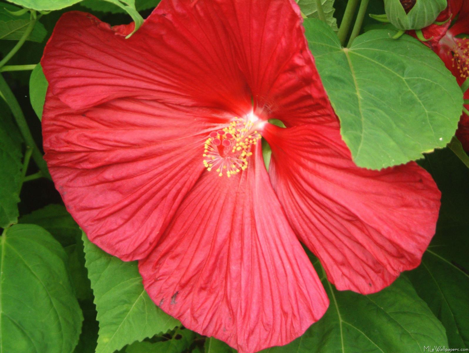 Hibiscus Blossom