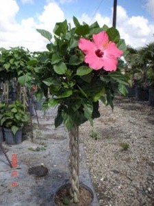 Hibiscus Tree Braided