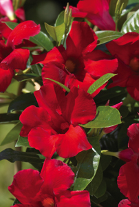 Mandevilla Blossom