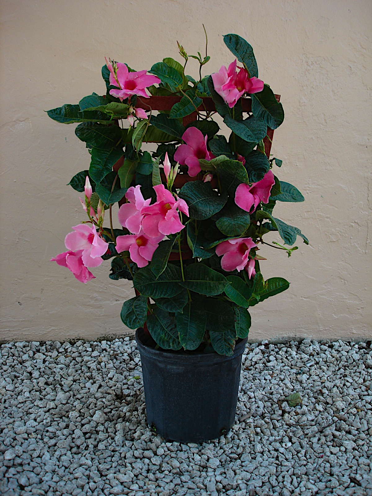 Mandevilla Trellis