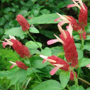 Red Shrimp Blossom